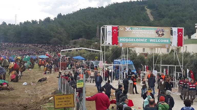 Read more about the article Rekorlar Kitabında Bir Festival: Deve Güreşleri Festivali